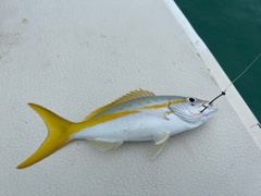 Ocyurus chrysurus