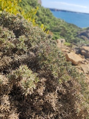 Ulex erinaceus