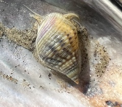Nassarius fossatus