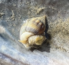 Nassarius fossatus