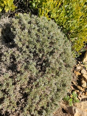 Ulex erinaceus