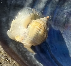 Nassarius fossatus