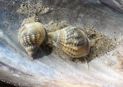Nassarius fossatus