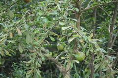 Crescentia cujete