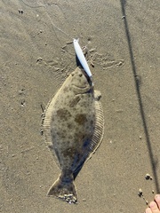 Paralichthys californicus