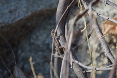 Urosaurus nigricauda