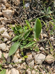 Anthyllis vulneraria