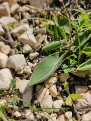Anthyllis vulneraria