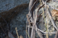 Urosaurus nigricauda