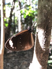 Euploea tulliolus