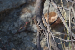 Urosaurus nigricauda