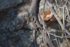 Urosaurus nigricauda