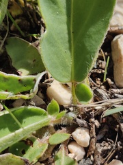 Anthyllis vulneraria