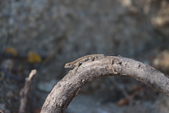Urosaurus nigricauda