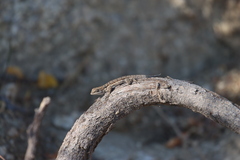 Urosaurus nigricauda