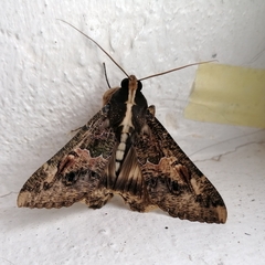 Sphingomorpha chlorea