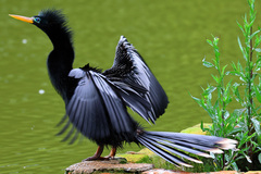 Anhinga photo 3