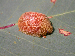 Paropsis atomaria