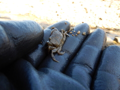 Hemigrapsus