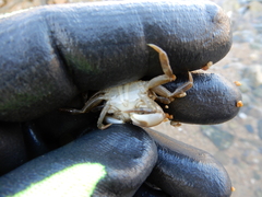 Hemigrapsus