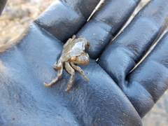 Hemigrapsus