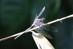 Erythemis