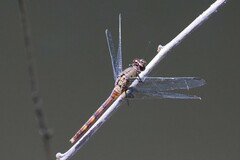 Erythemis