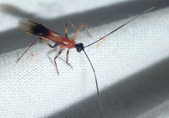 Graptocleptes