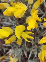 Ulex erinaceus