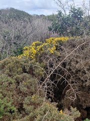 Ulex erinaceus