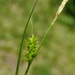 Carex punctata - Photo (c) Patrick Hacker, μερικά δικαιώματα διατηρούνται (CC BY), uploaded by Patrick Hacker
