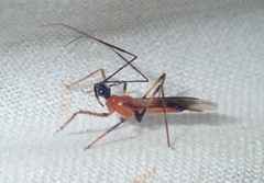 Graptocleptes