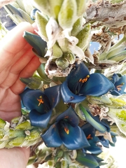 Puya alpestris