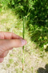 Carex punctata
