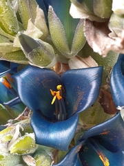 Puya alpestris