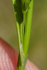 Carex punctata