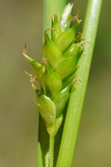 Carex punctata