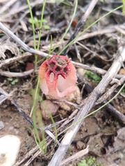 Colus hirudinosus