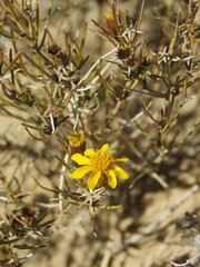 Thymophylla acerosa