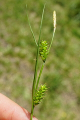 Carex punctata