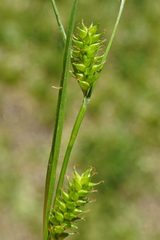 Carex punctata