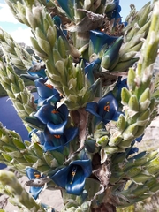 Puya alpestris