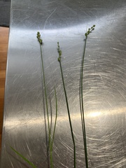 Carex longii