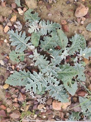 Cynara algarbiensis