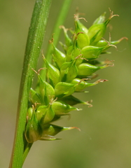 Carex punctata