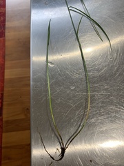Carex longii