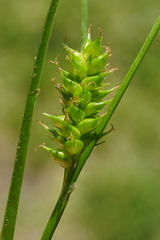 Carex punctata