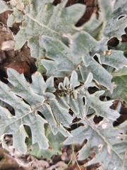 Cynara algarbiensis