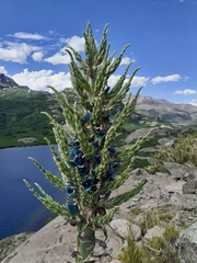 Puya alpestris