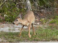 Odocoileus virginianus clavium